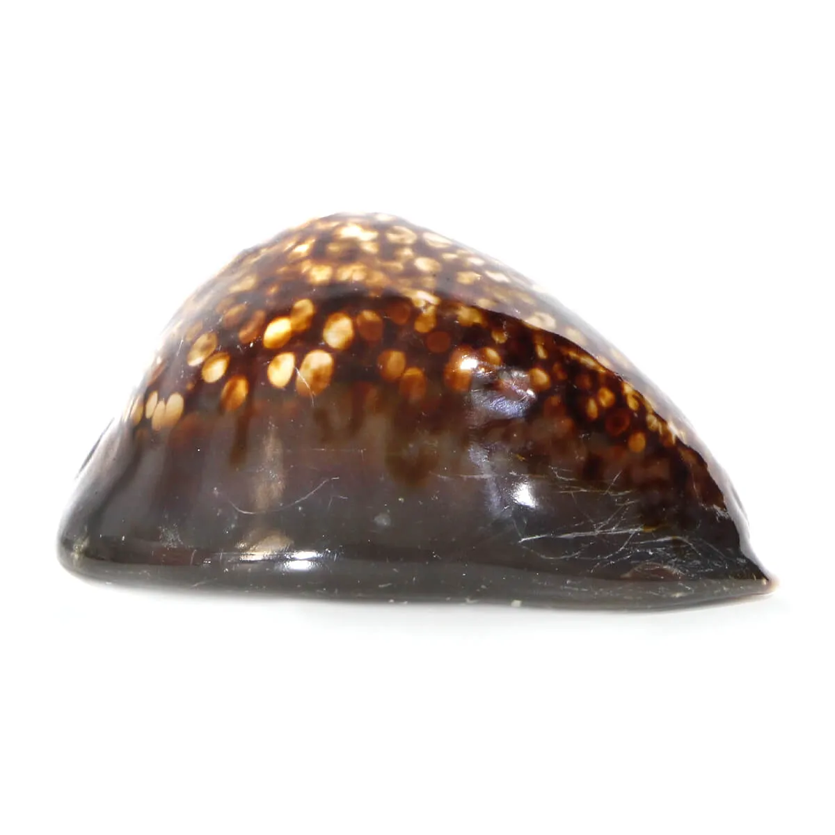 Mauritia Mauritiana