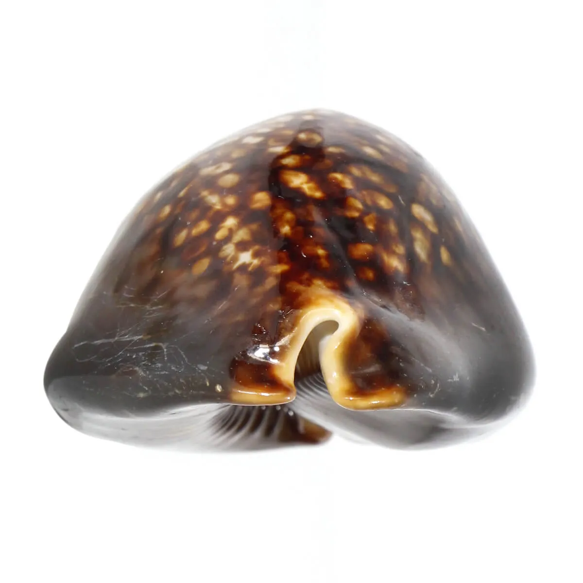 Mauritia Mauritiana