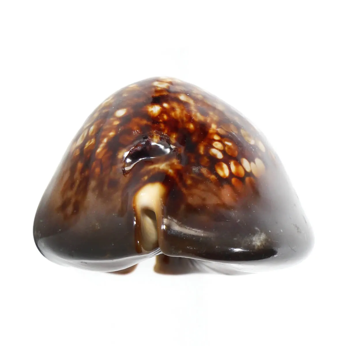 Mauritia Mauritiana