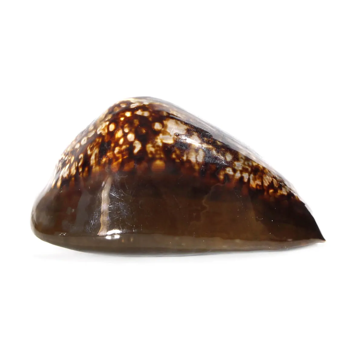 Mauritia Mauritiana