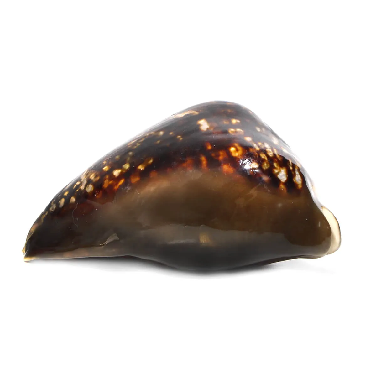 Mauritia Mauritiana