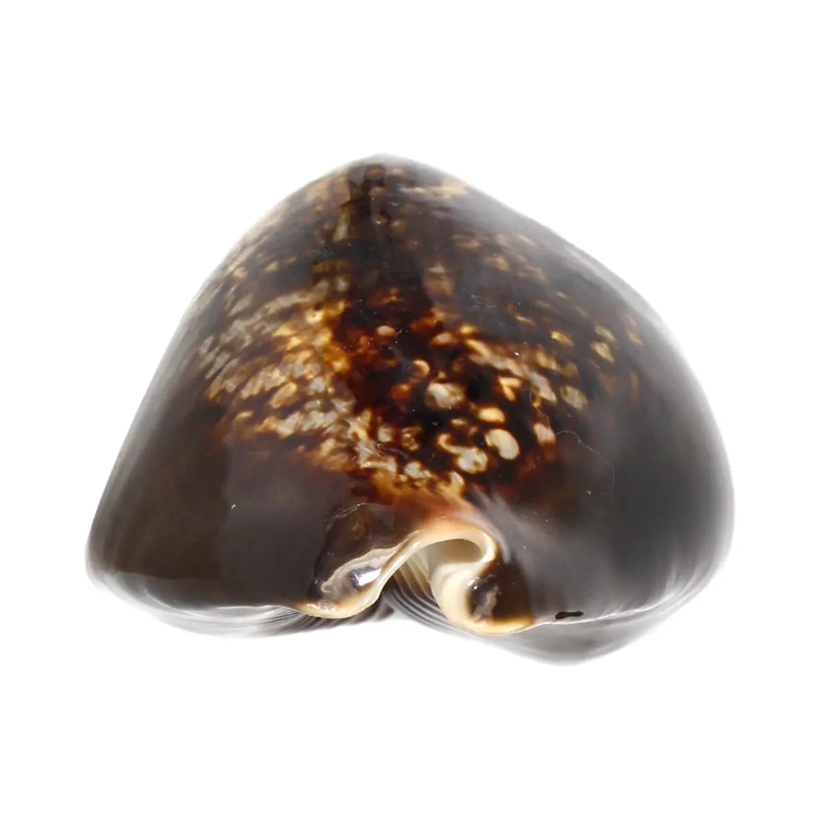 Mauritia Mauritiana