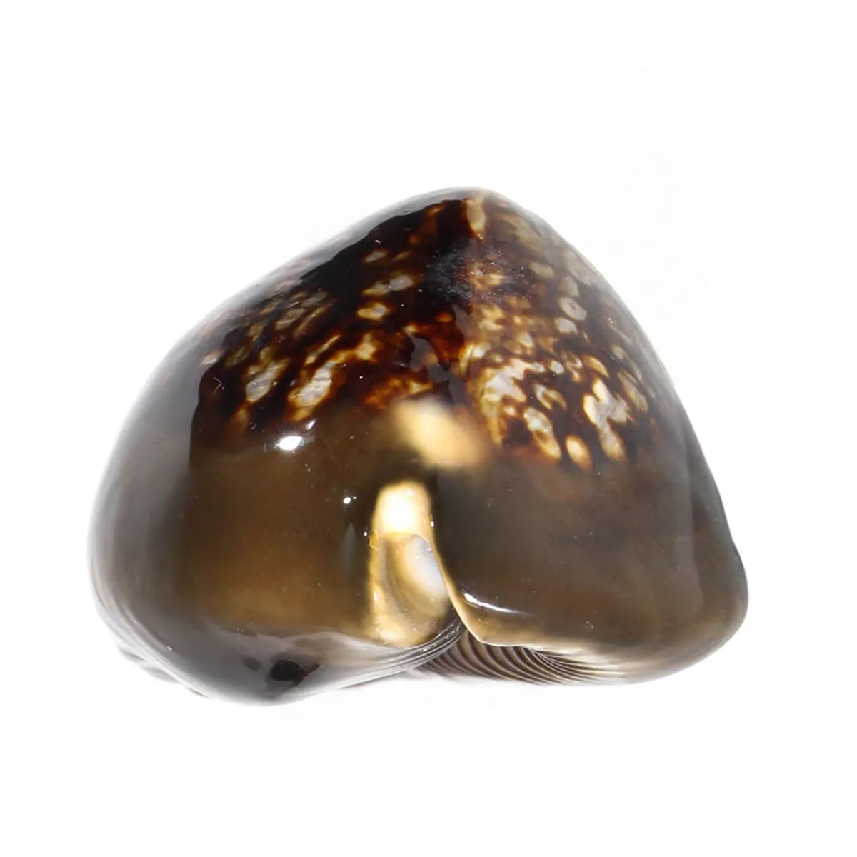 Mauritia Mauritiana