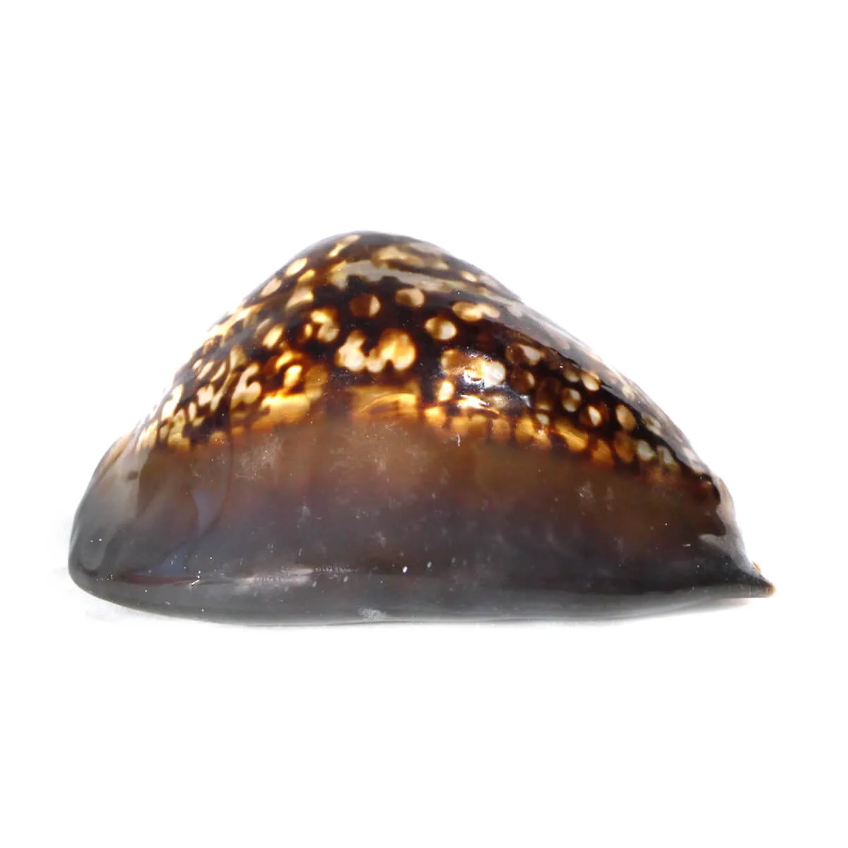 Mauritia Mauritiana