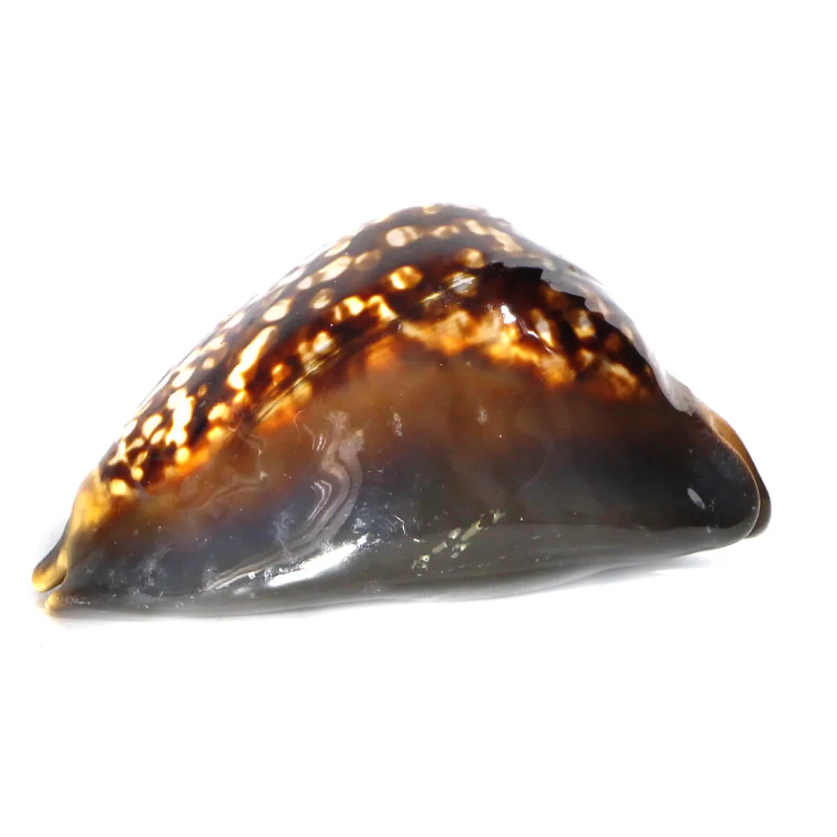 Mauritia Mauritiana