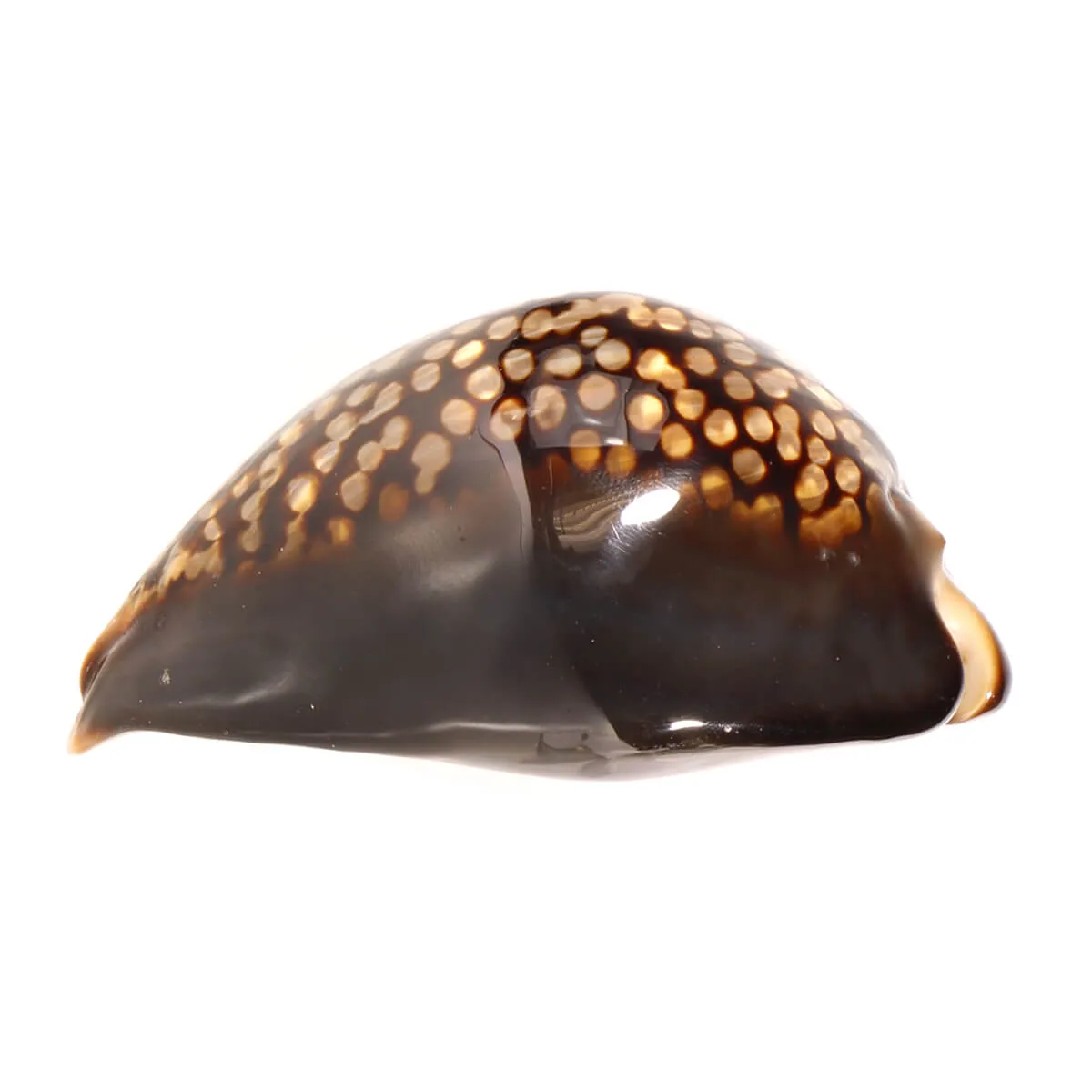 Mauritia Mauritiana