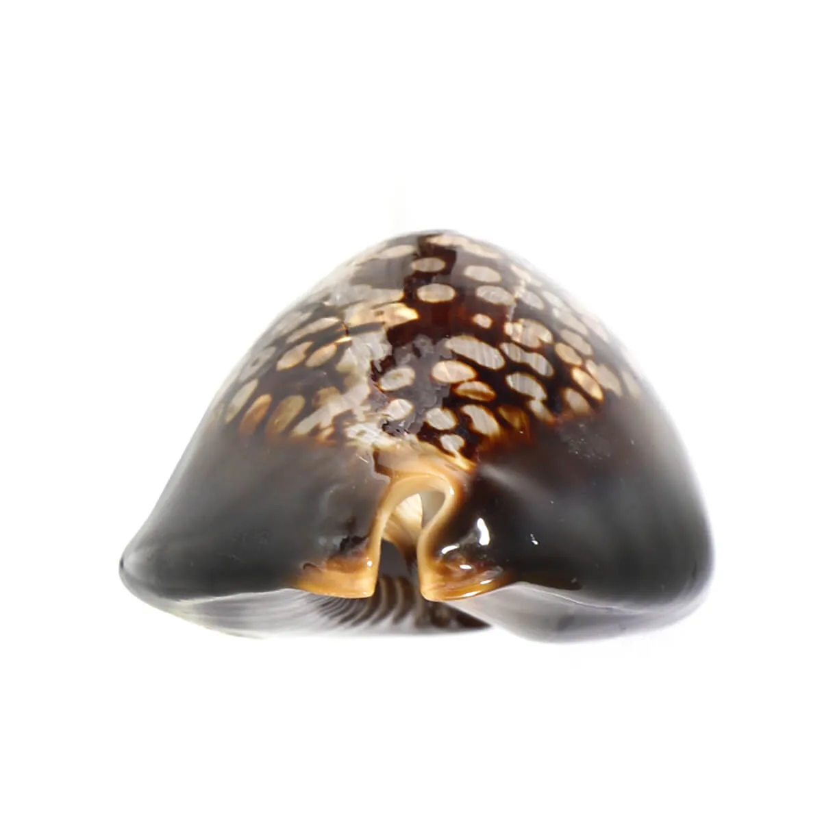 Mauritia Mauritiana