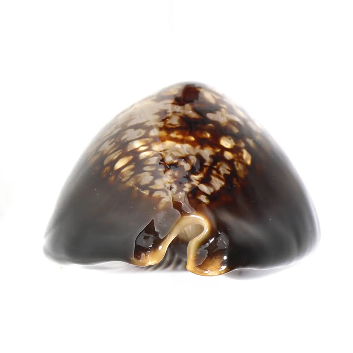 Mauritia Mauritiana