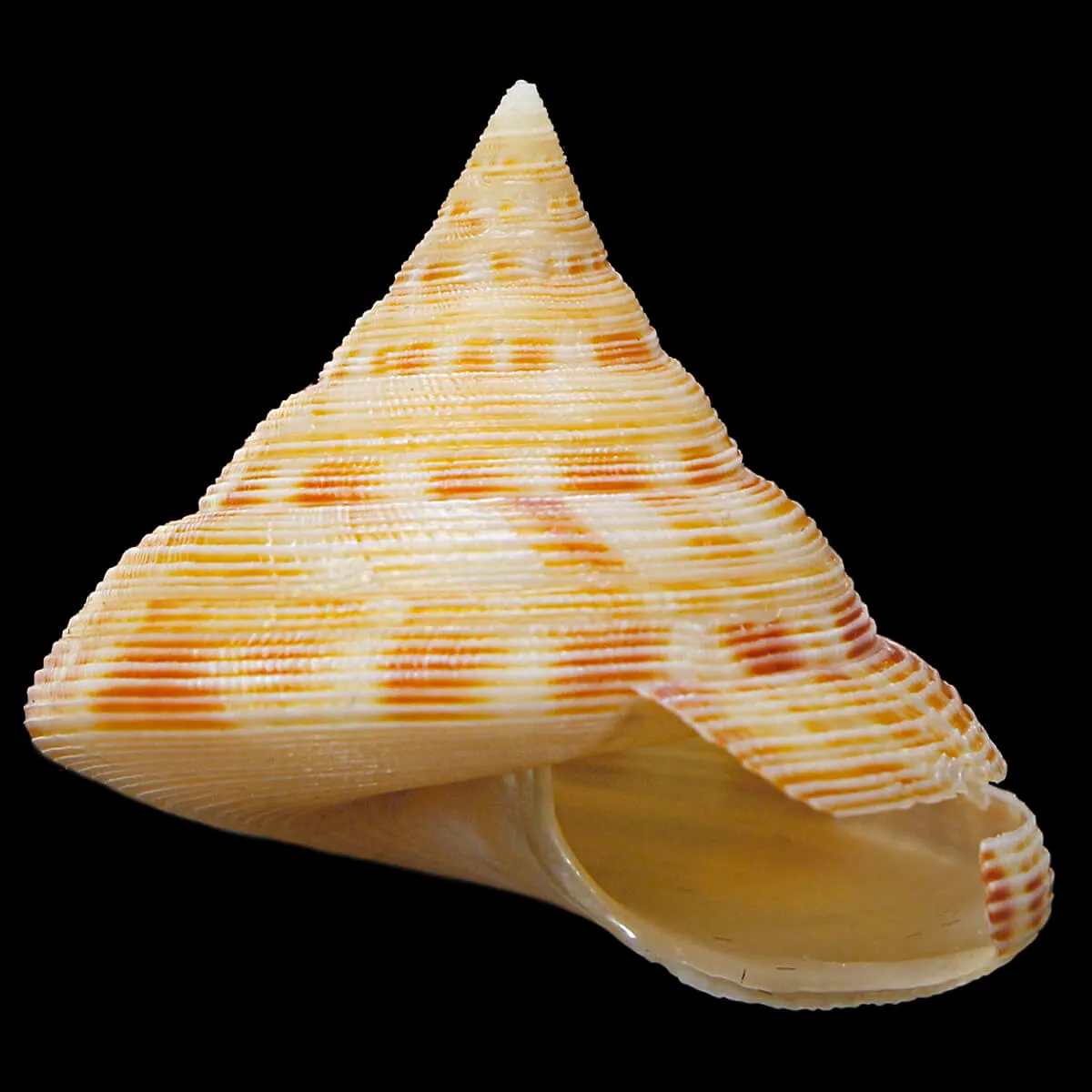 Perotrochuss Caledonicus