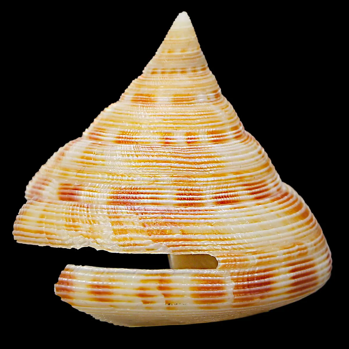 Perotrochuss Caledonicus