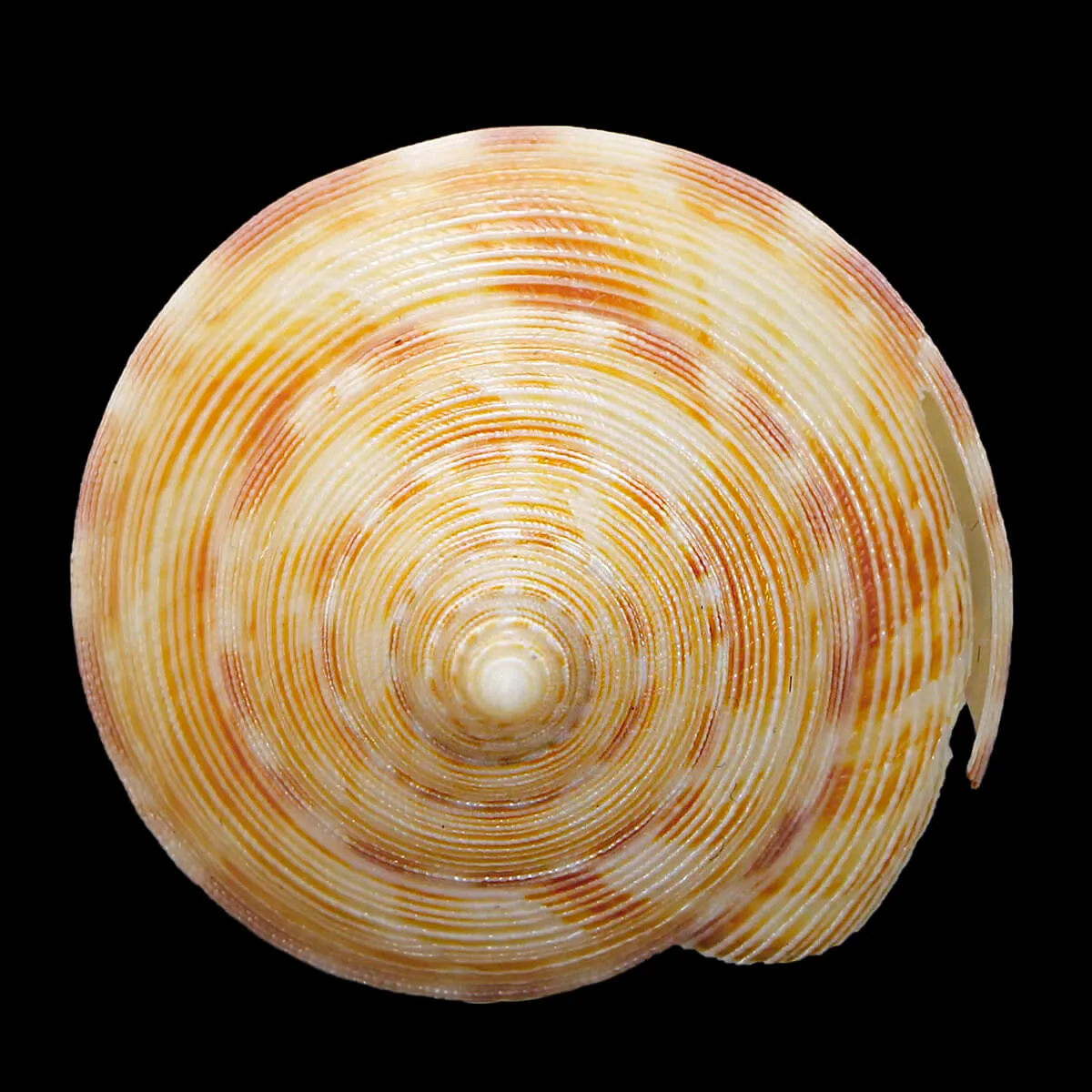 Perotrochuss Caledonicus