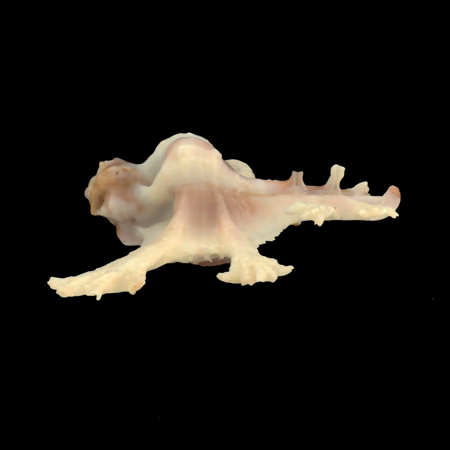 Homalocantha Anatomica