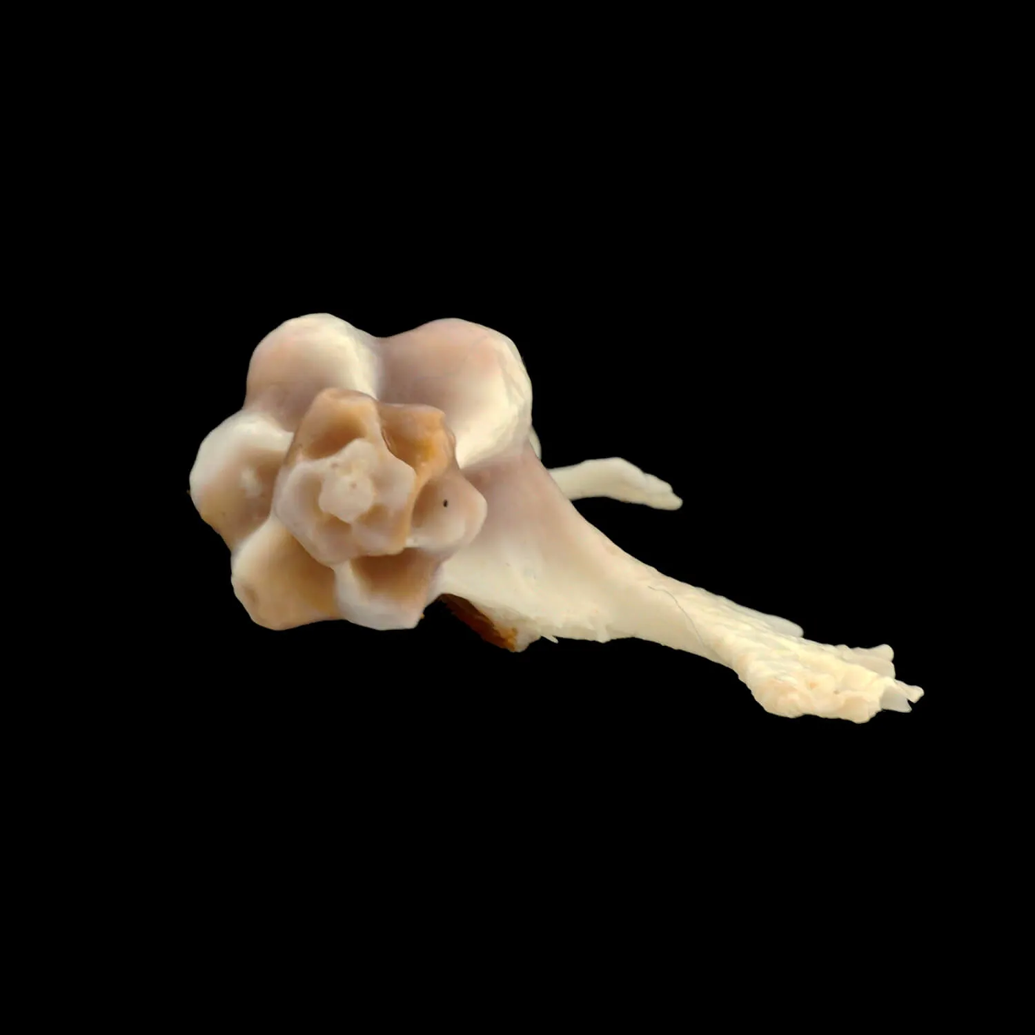Homalocantha Anatomica
