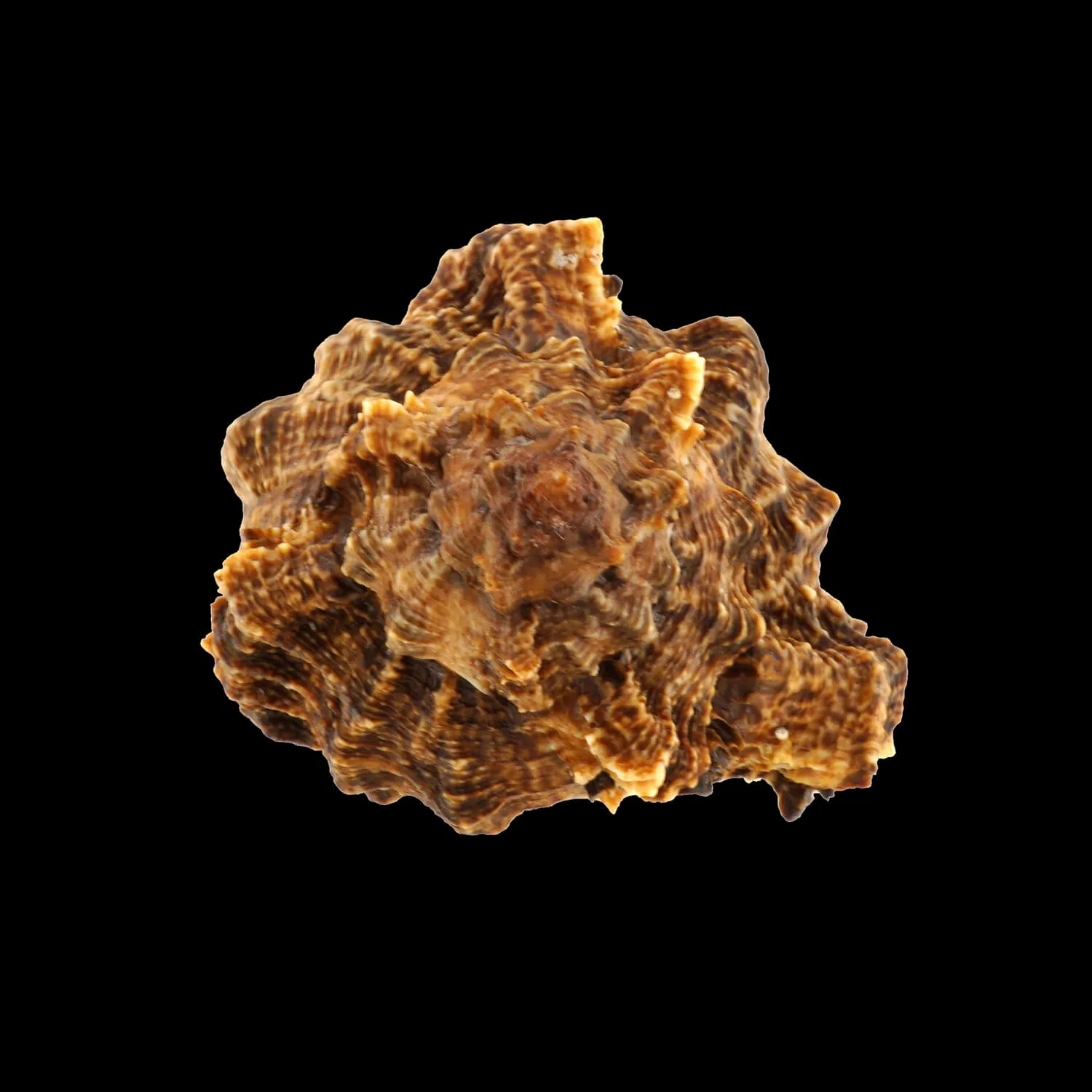 Phyllonotus Pomum
