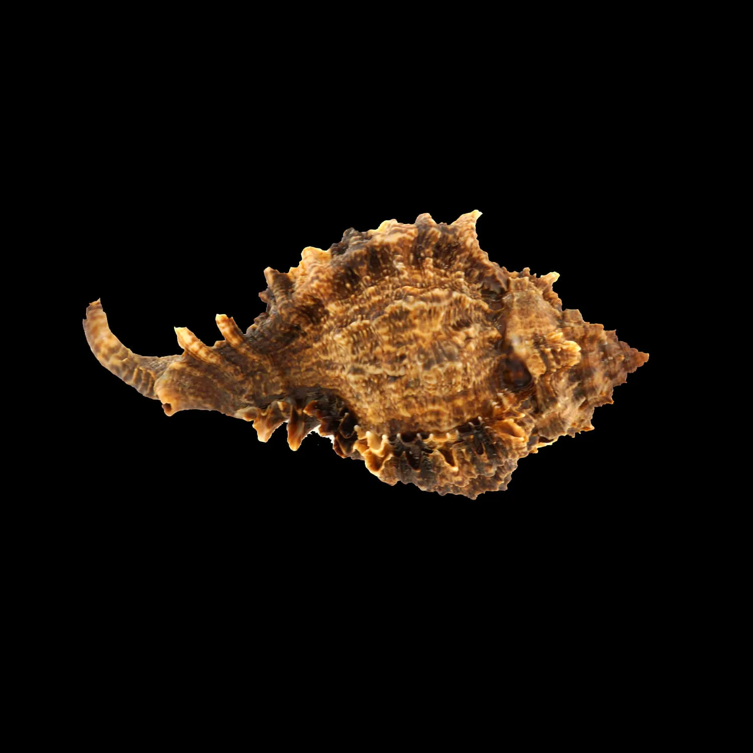 Phyllonotus Pomum