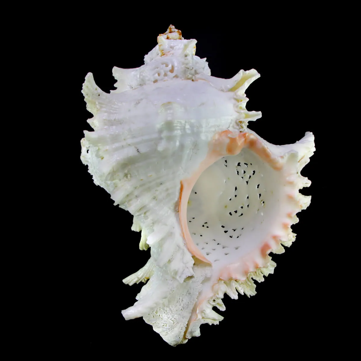 Chicoreus Ramosus Extra Intarsiato