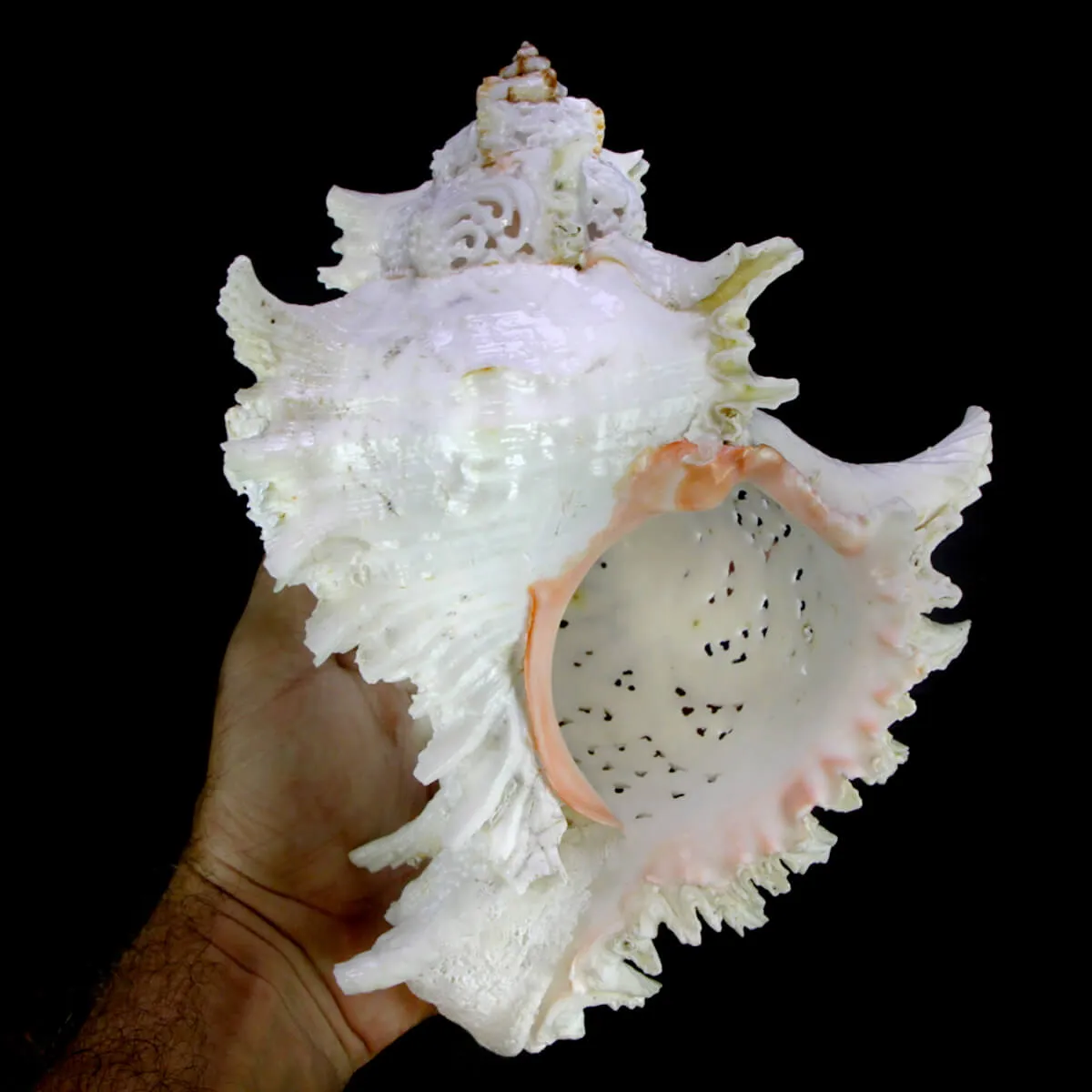Chicoreus Ramosus Extra Intarsiato