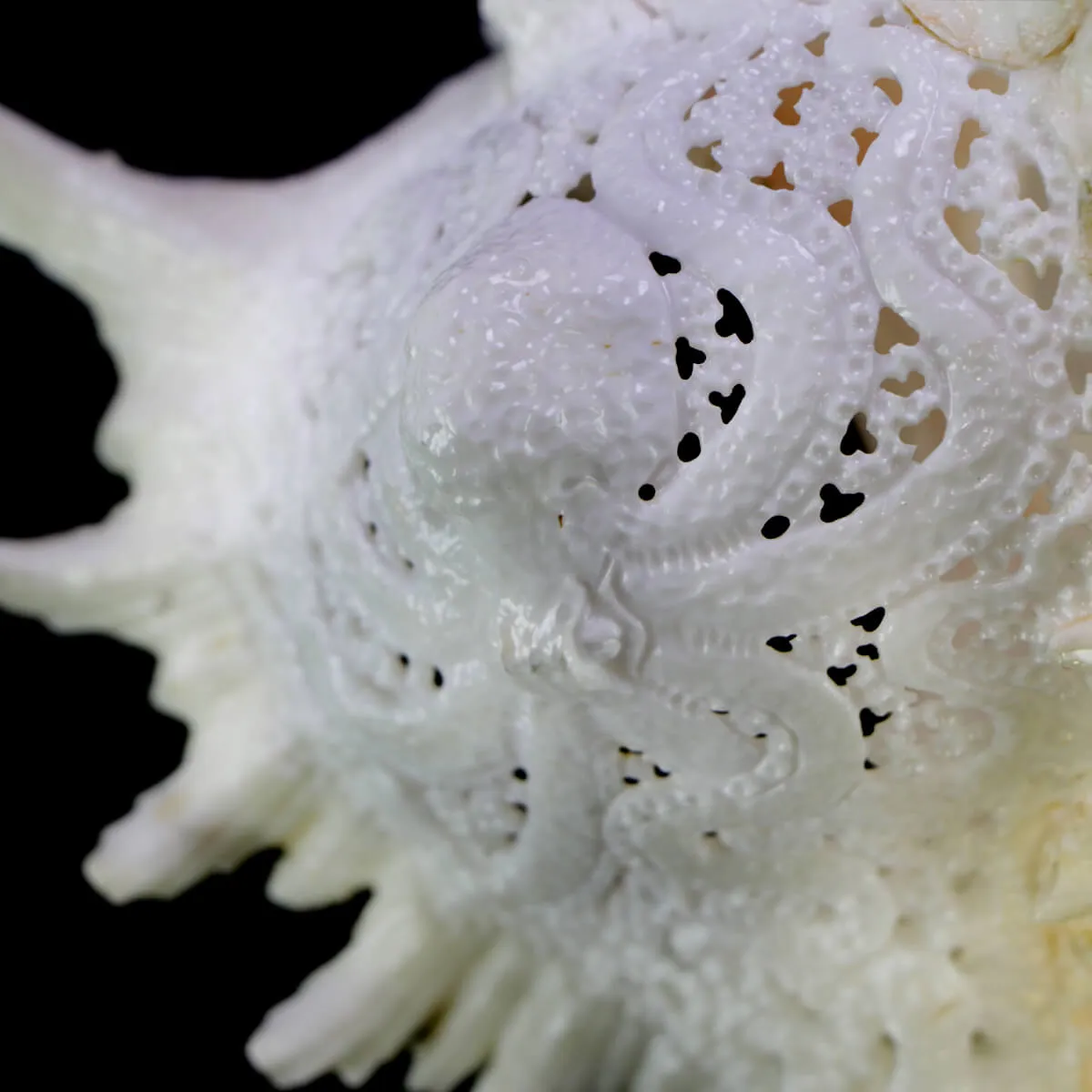 Chicoreus Ramosus Extra Intarsiato