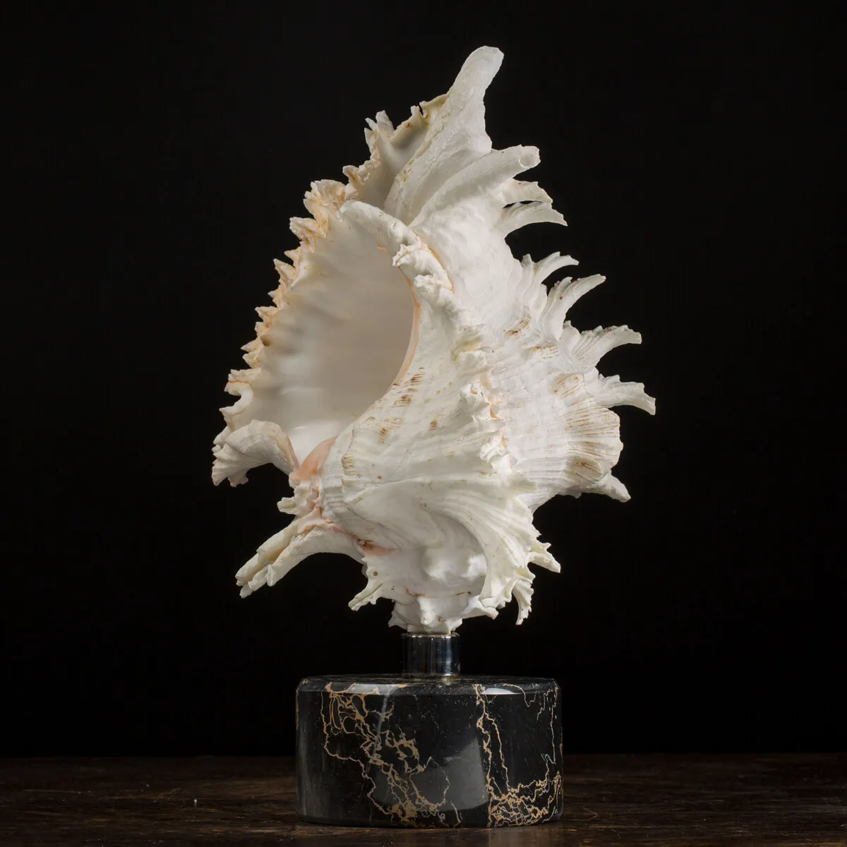 Chicoreus Ramosus Extra