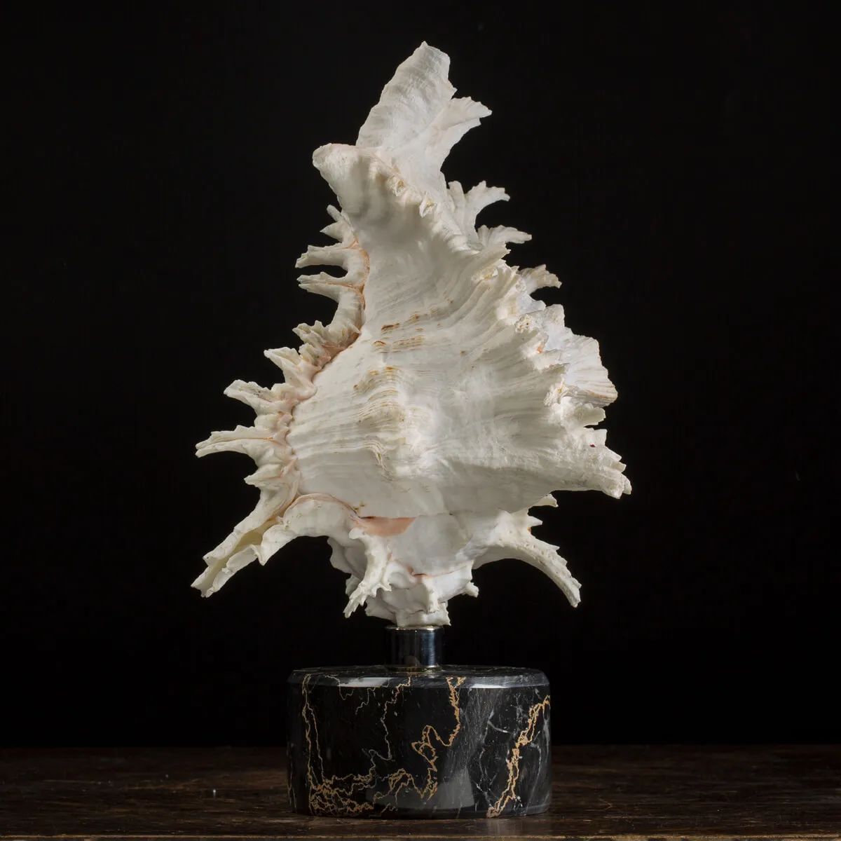 Chicoreus Ramosus Extra