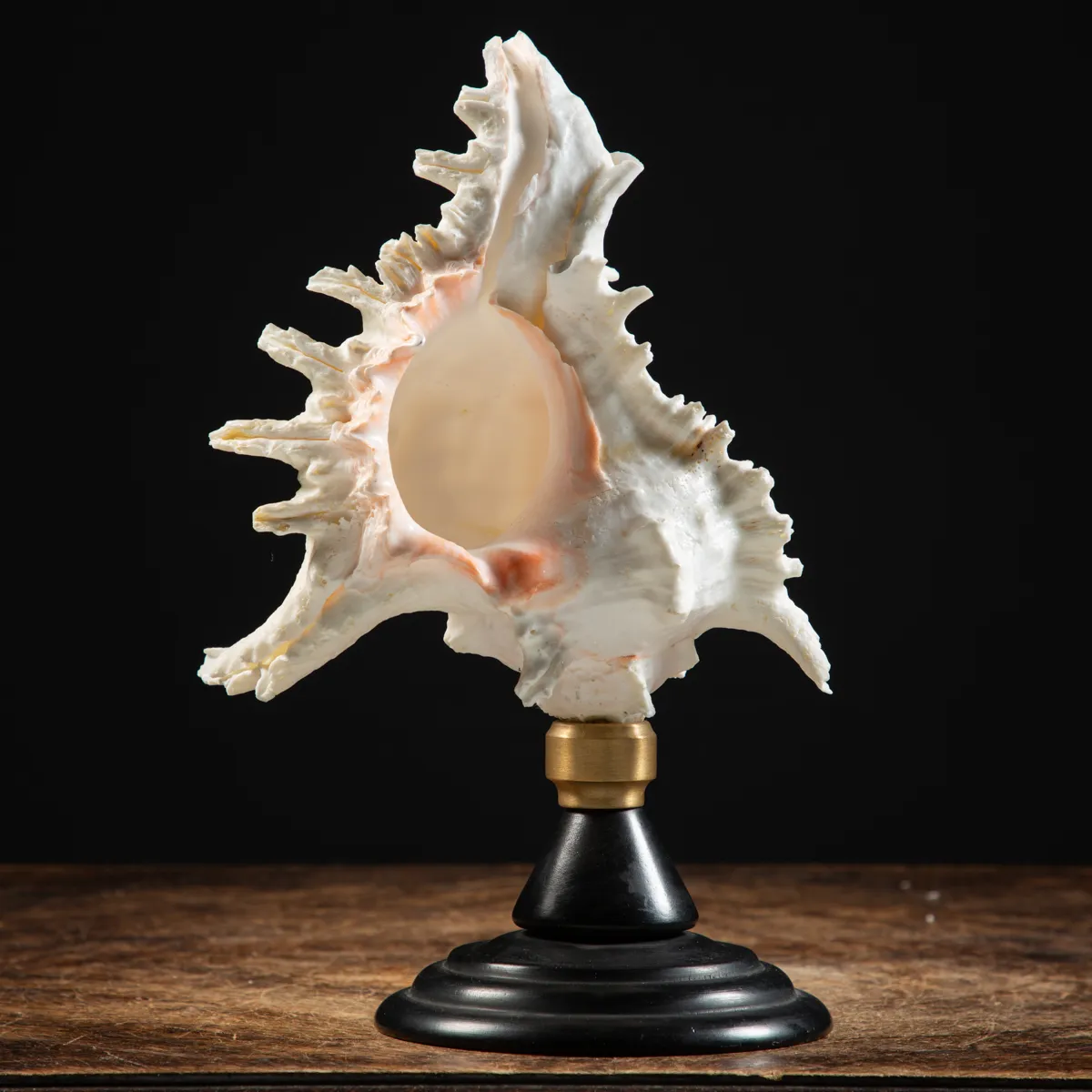 Chicoreus Ramosus su base in legno