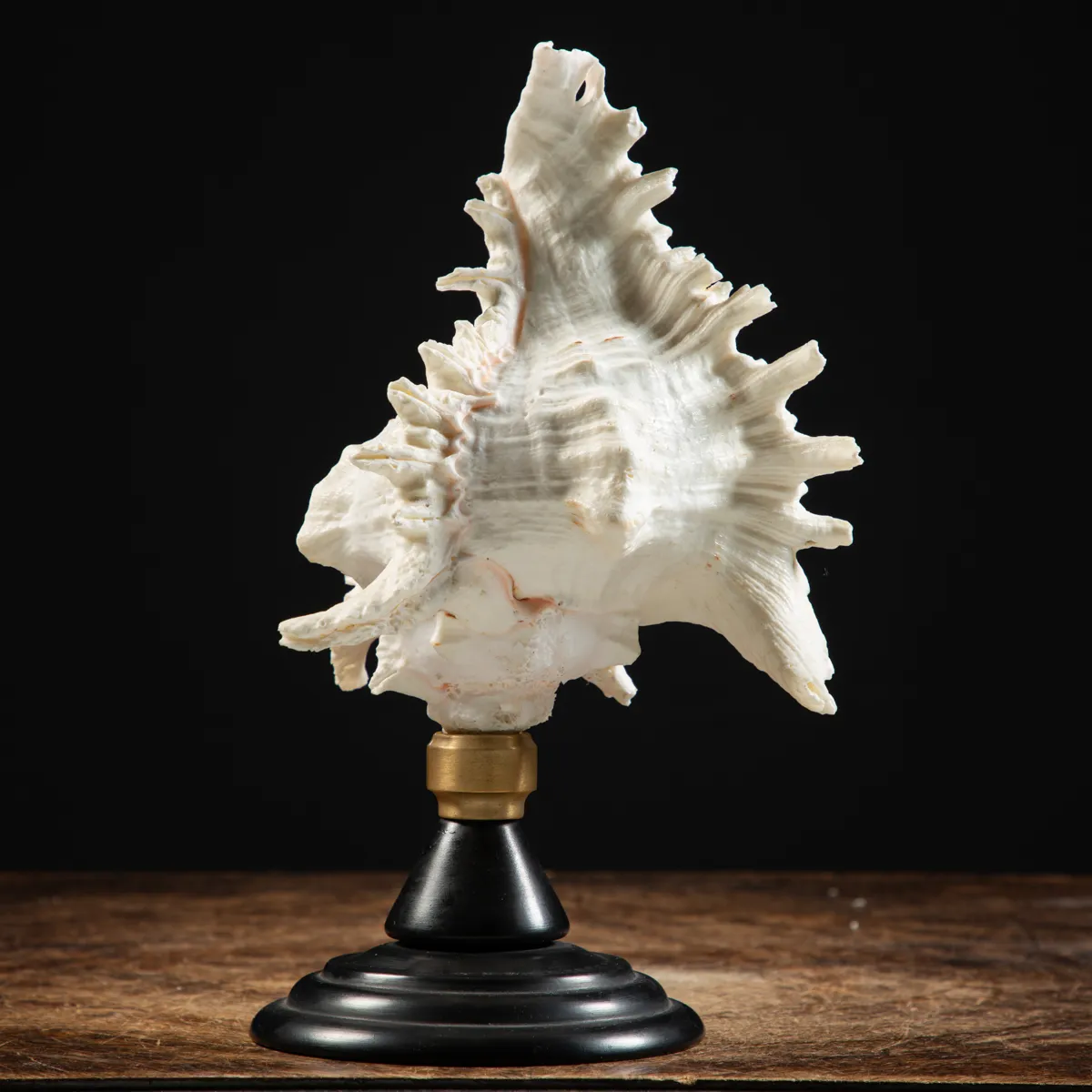 Chicoreus Ramosus su base in legno