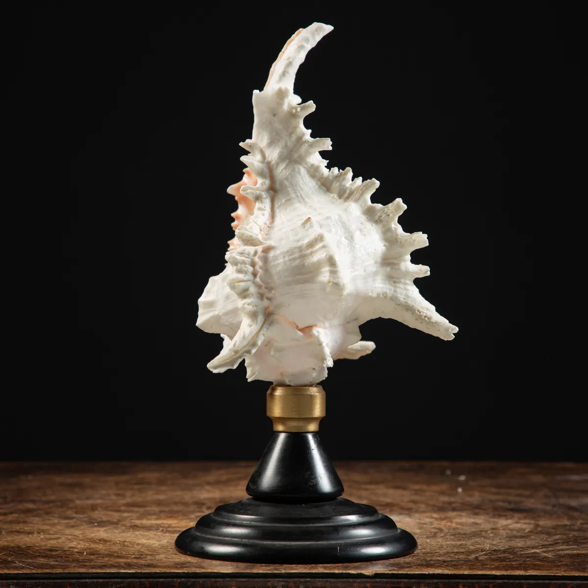 Chicoreus Ramosus su base in legno