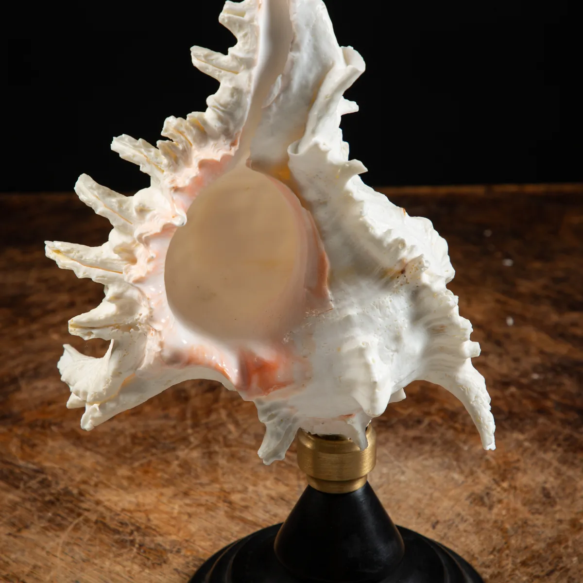 Chicoreus Ramosus su base in legno