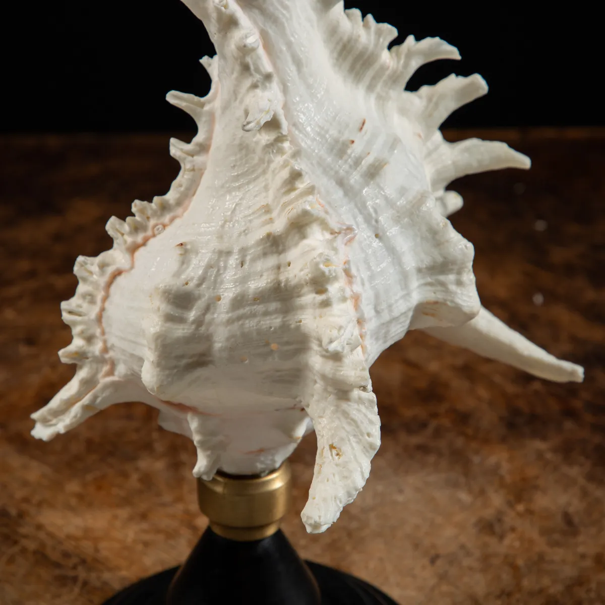 Chicoreus Ramosus su base in legno