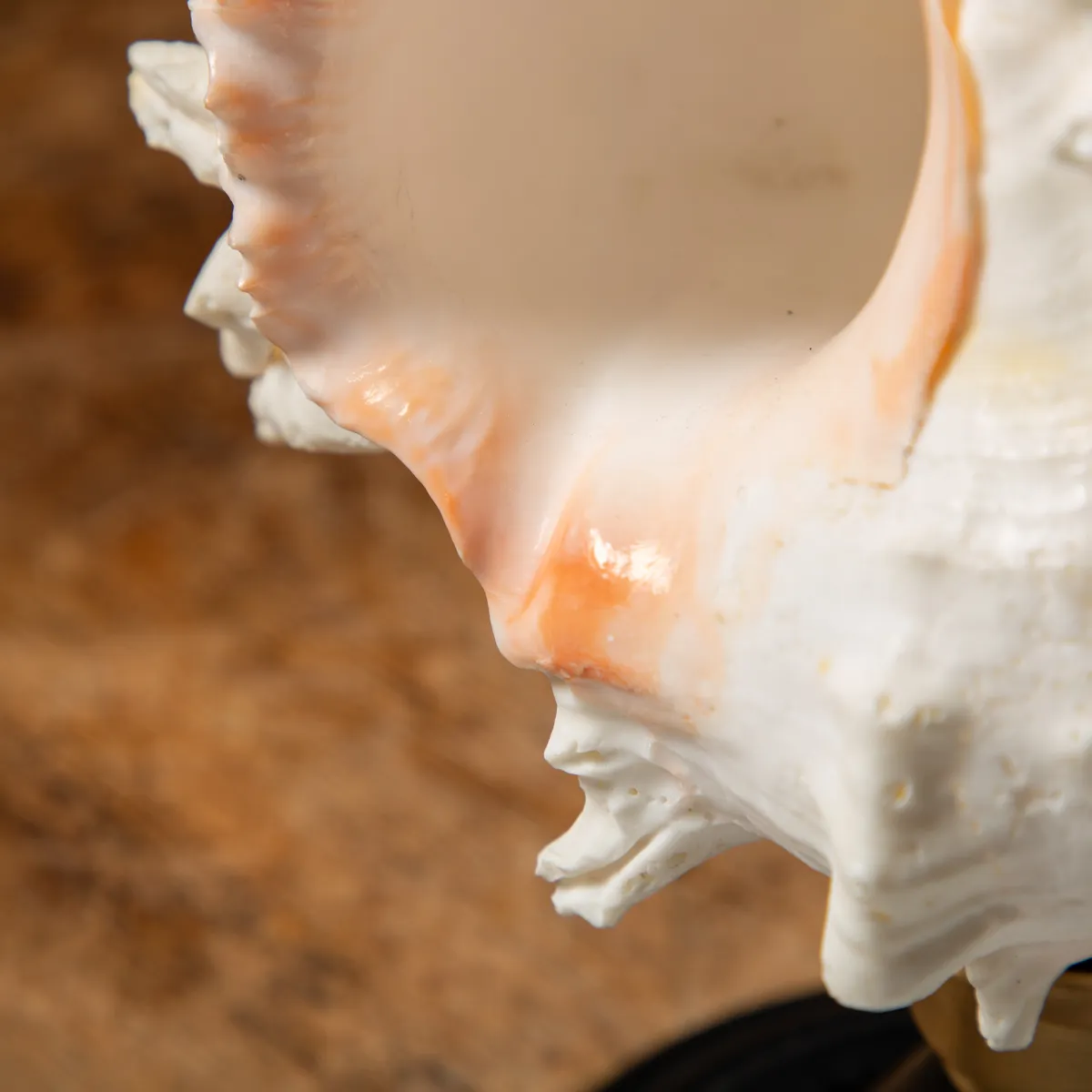 Chicoreus Ramosus su base in legno
