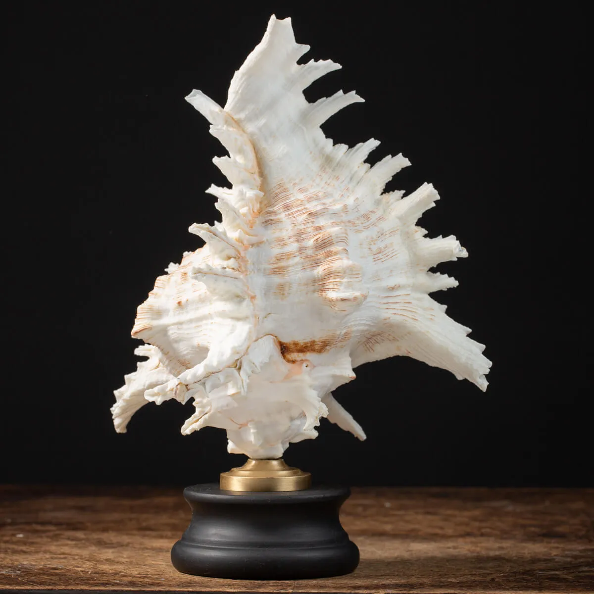 Chicoreus Ramosus su base in legno