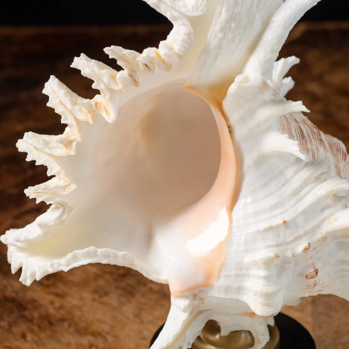 Chicoreus Ramosus su base in legno