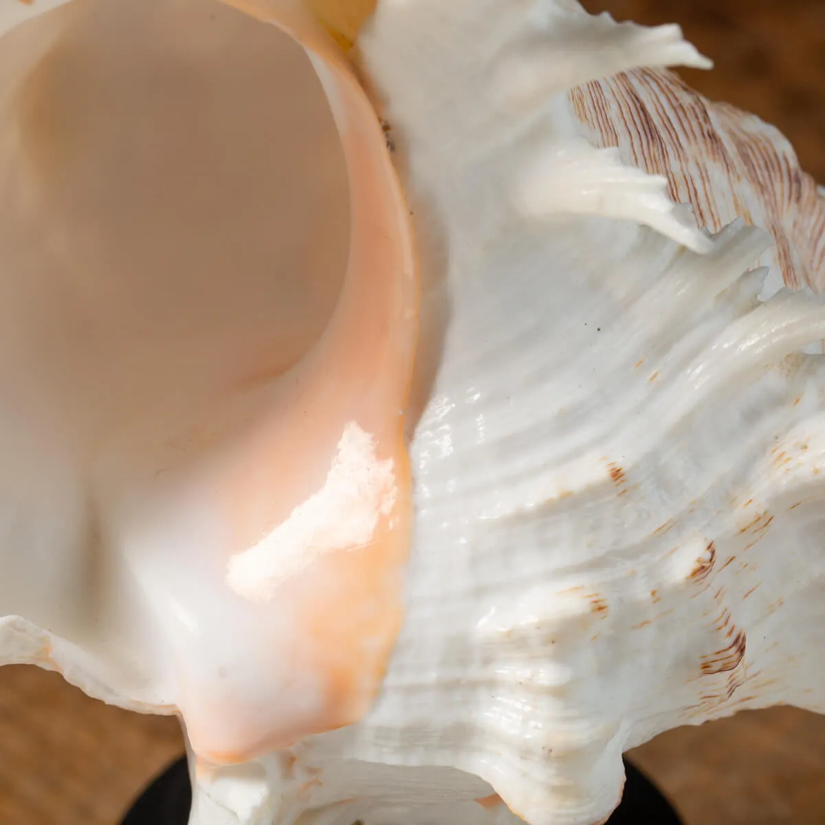 Chicoreus Ramosus su base in legno