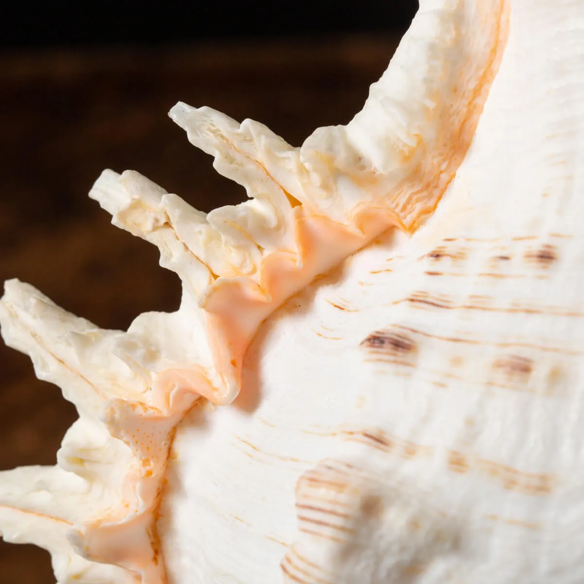 Chicoreus Ramosus su base in legno