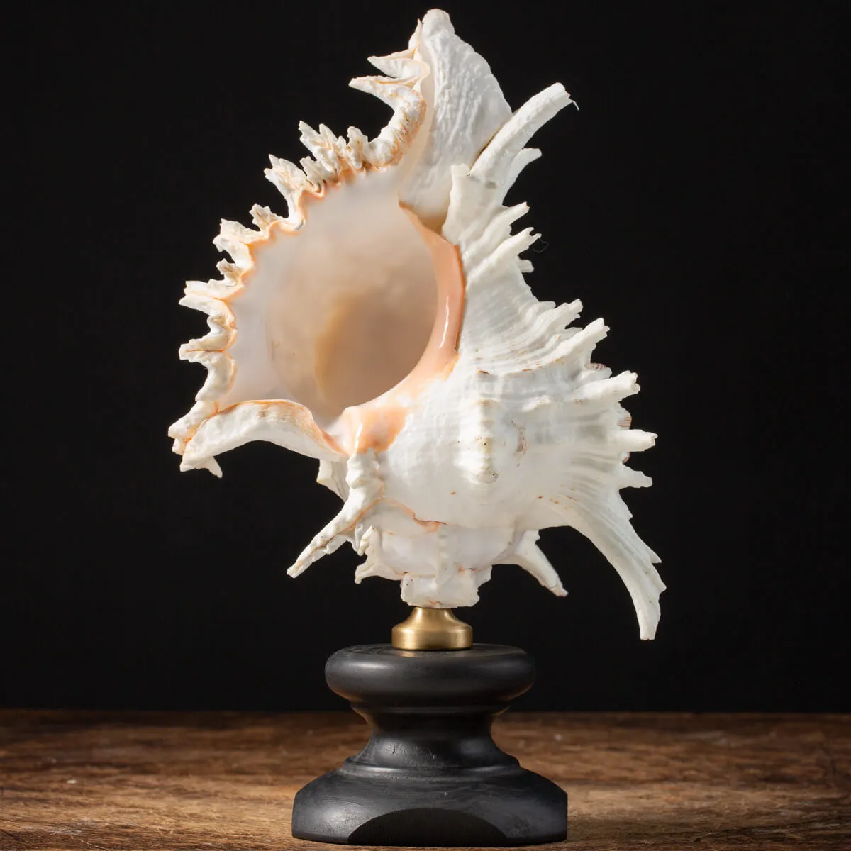 Chicoreus Ramosus su base in legno