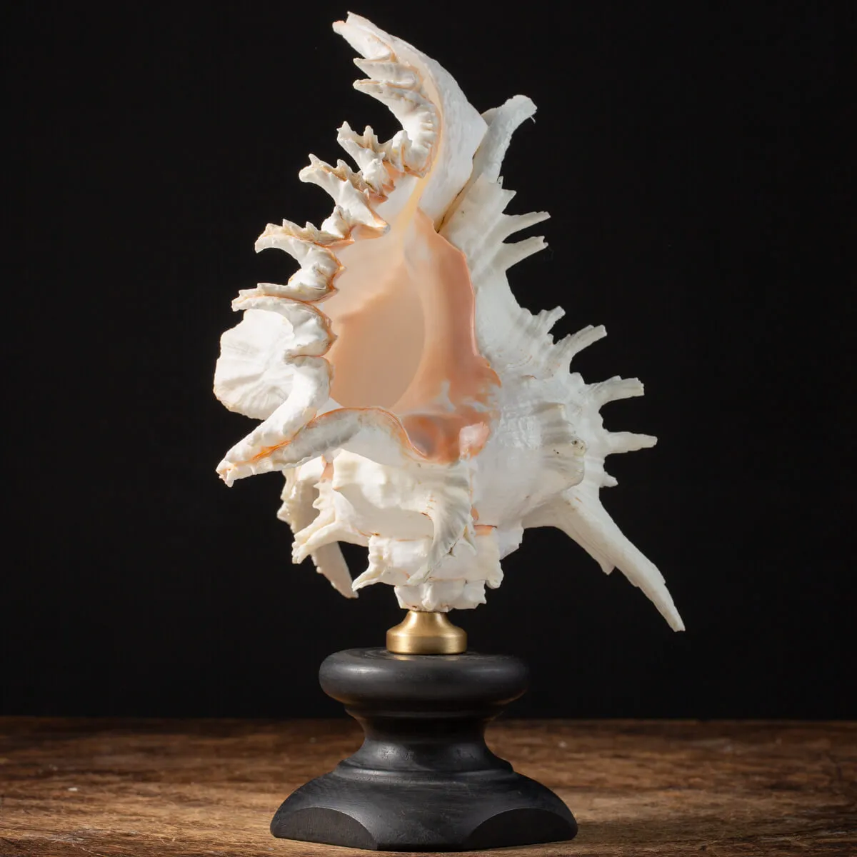 Chicoreus Ramosus su base in legno