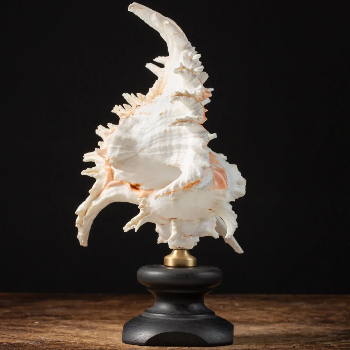 Chicoreus Ramosus su base in legno