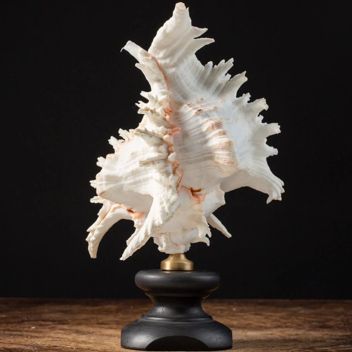 Chicoreus Ramosus su base in legno