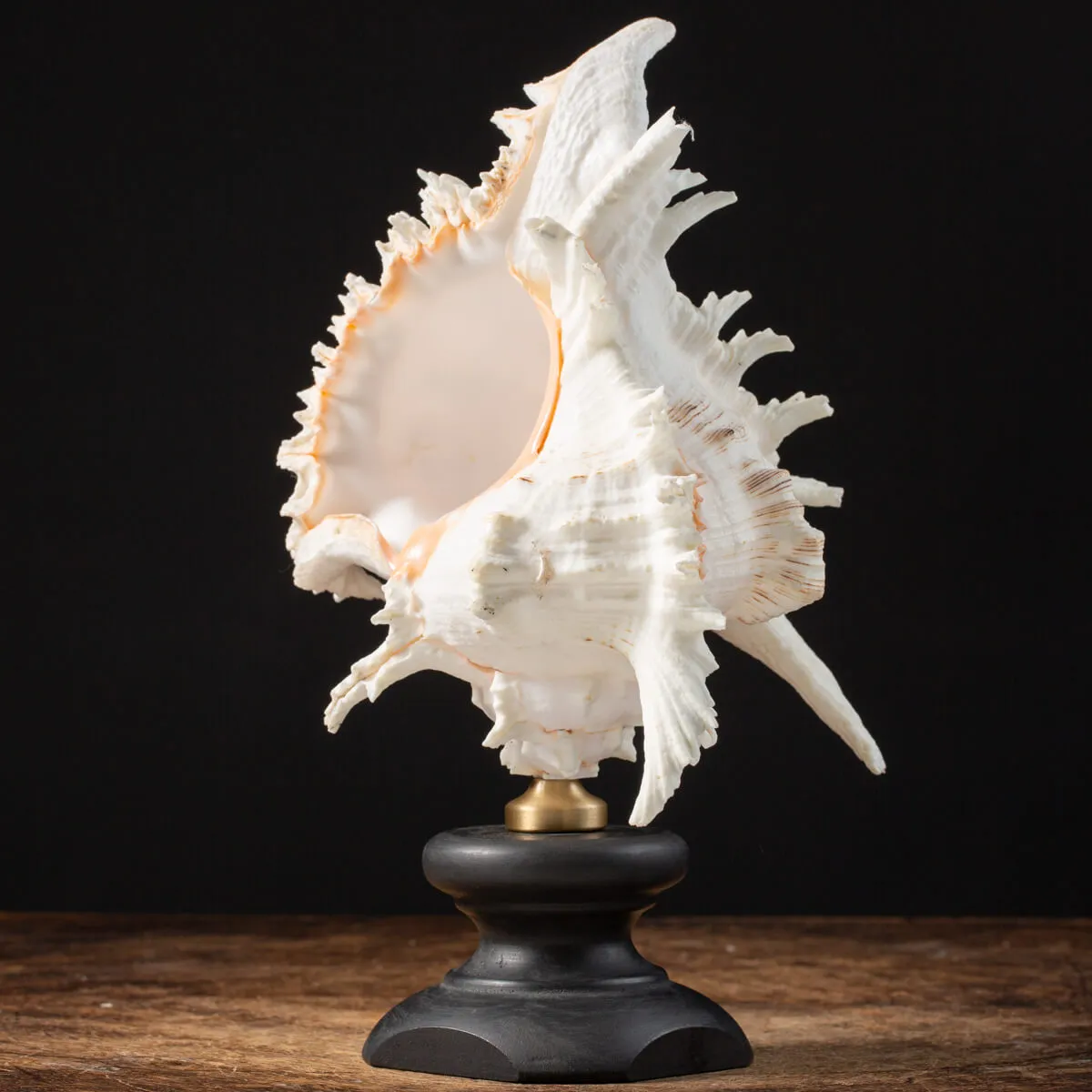 Chicoreus Ramosus su base in legno