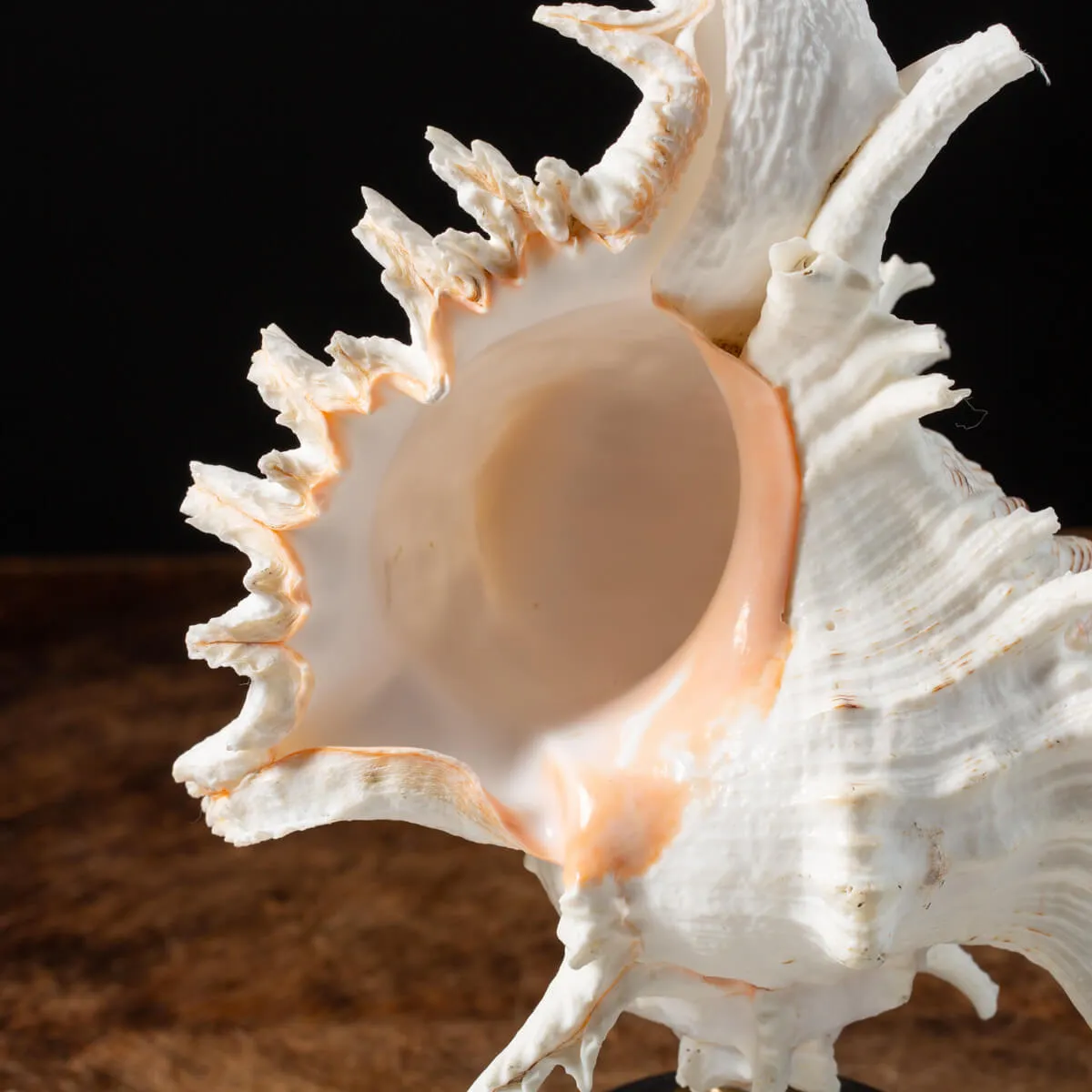 Chicoreus Ramosus su base in legno