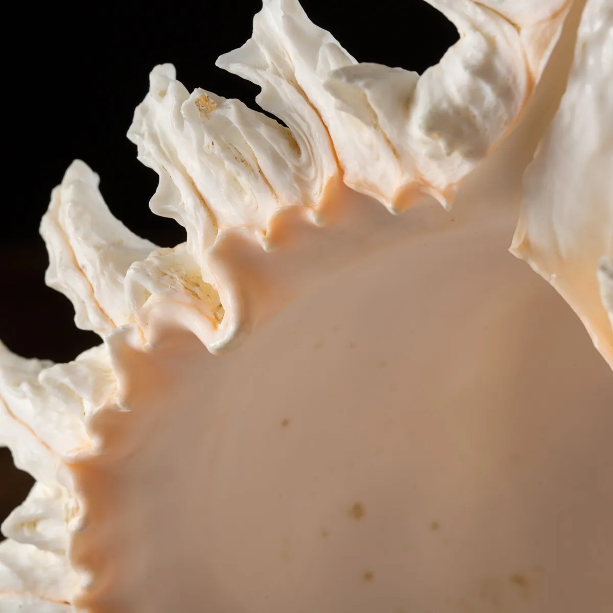 Chicoreus Ramosus su base in legno