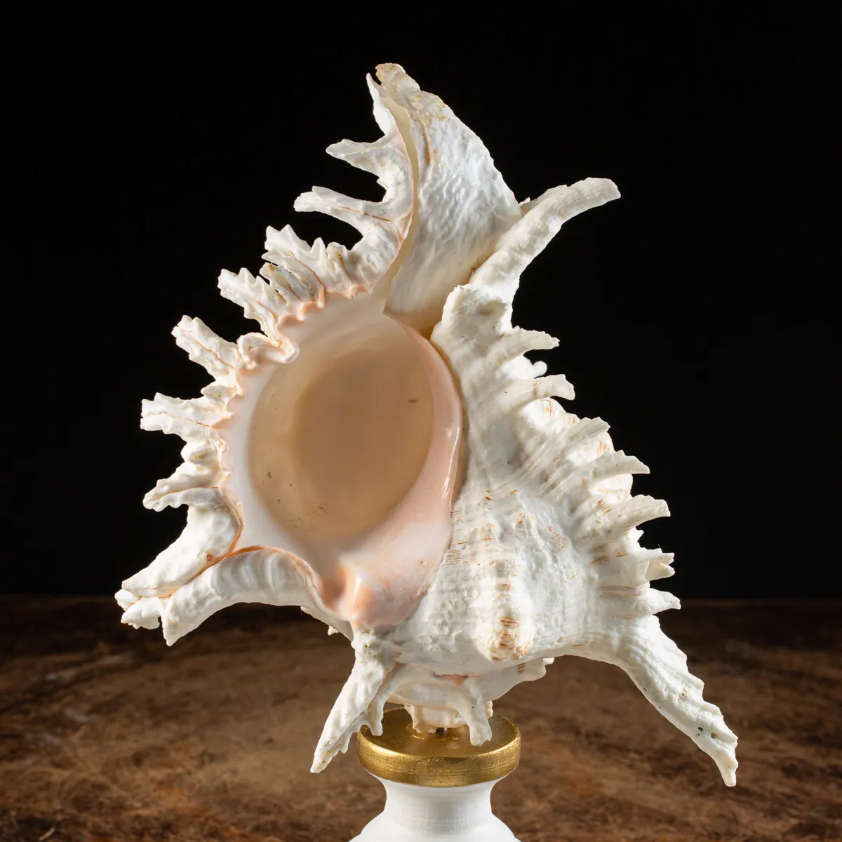 Chicoreus Ramosus su base in legno