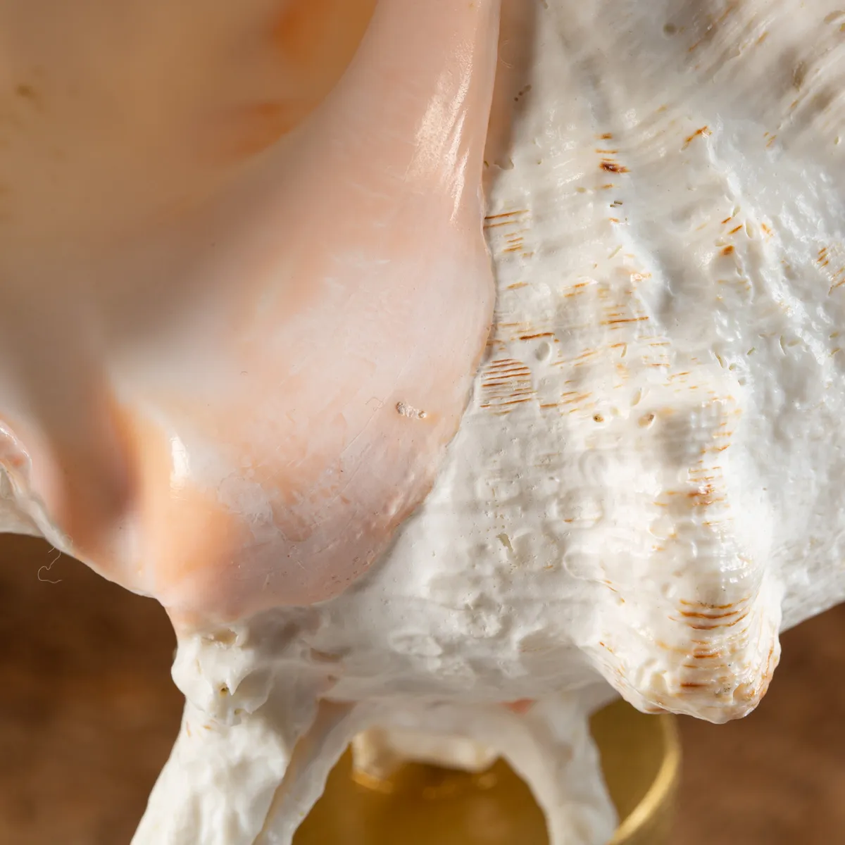Chicoreus Ramosus su base in legno
