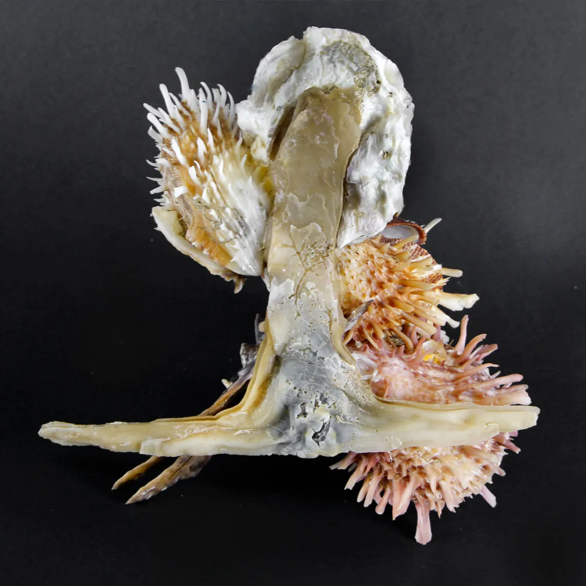 Malleus Albus e Spondylus Variegatus