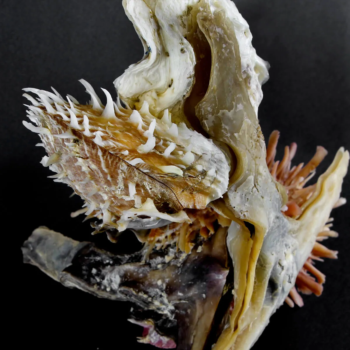 Malleus Albus e Spondylus Variegatus