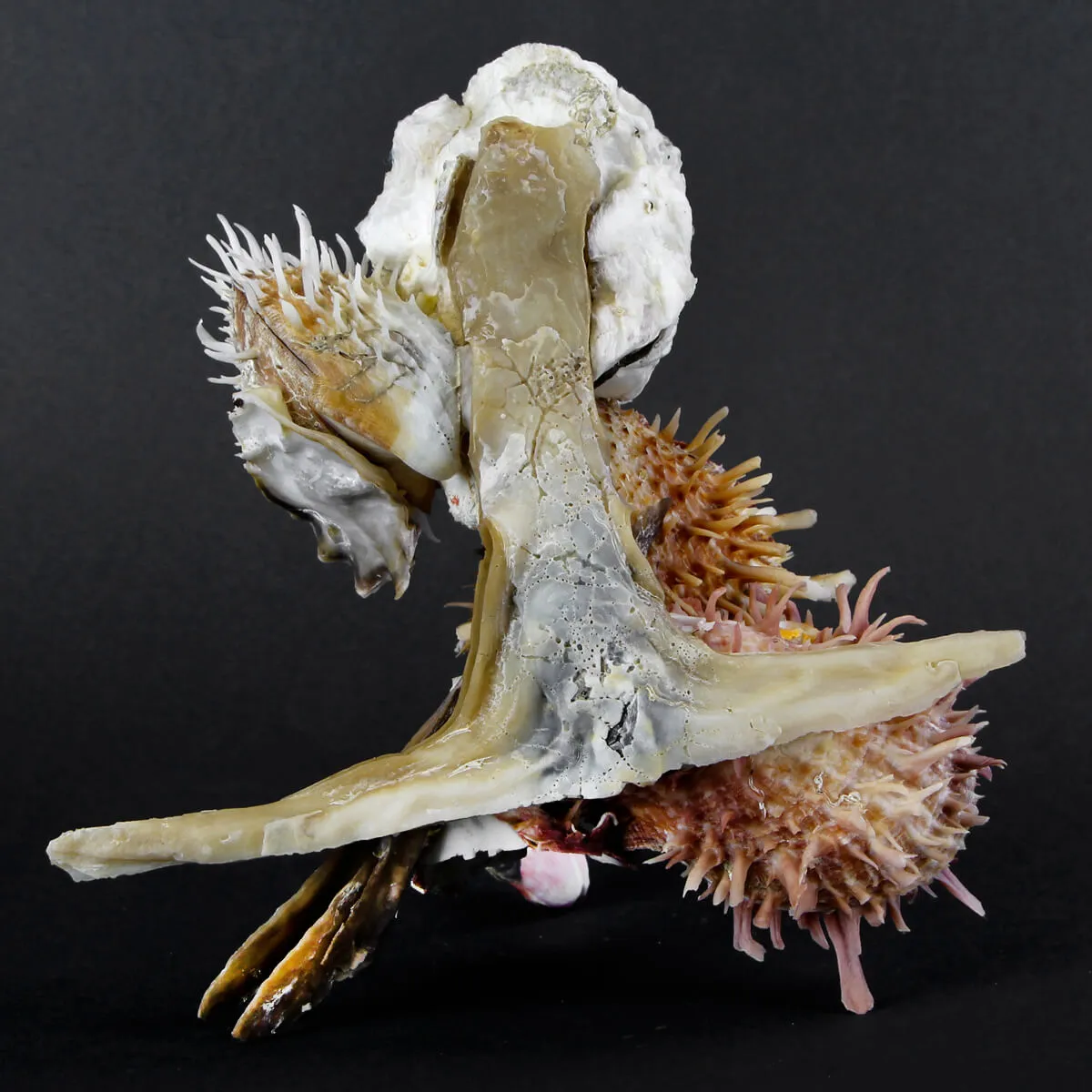 Malleus Albus e Spondylus Variegatus