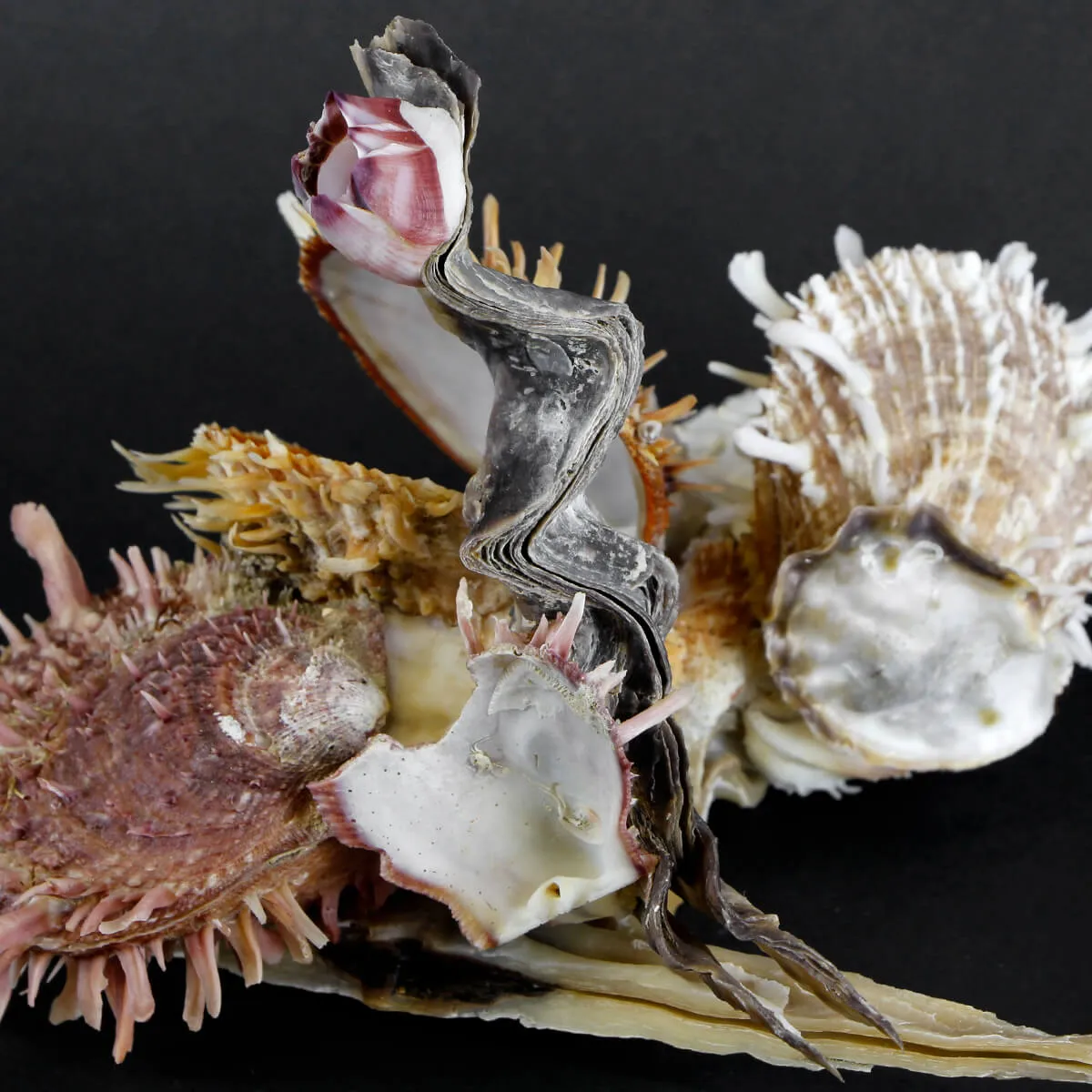 Malleus Albus e Spondylus Variegatus