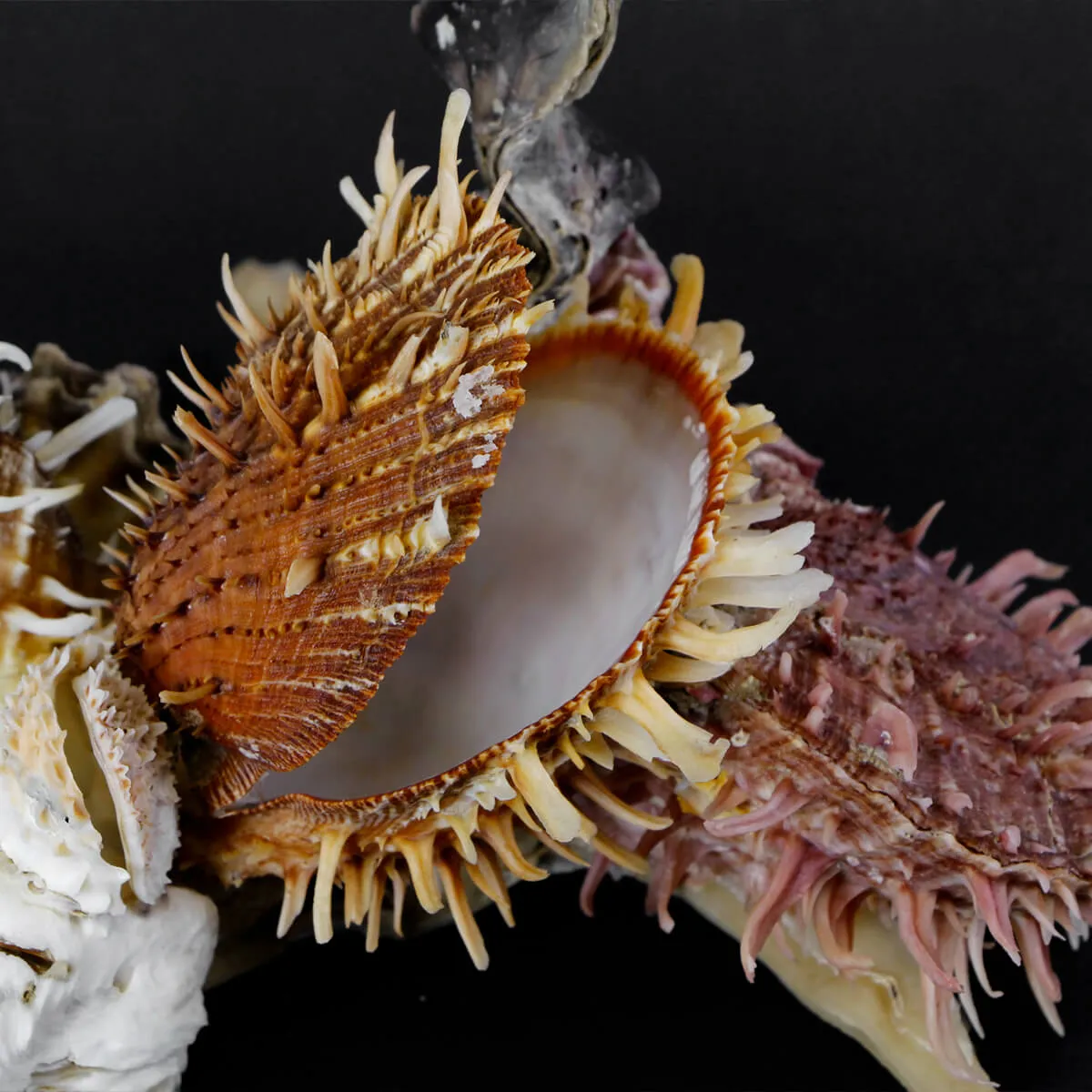 Malleus Albus e Spondylus Variegatus