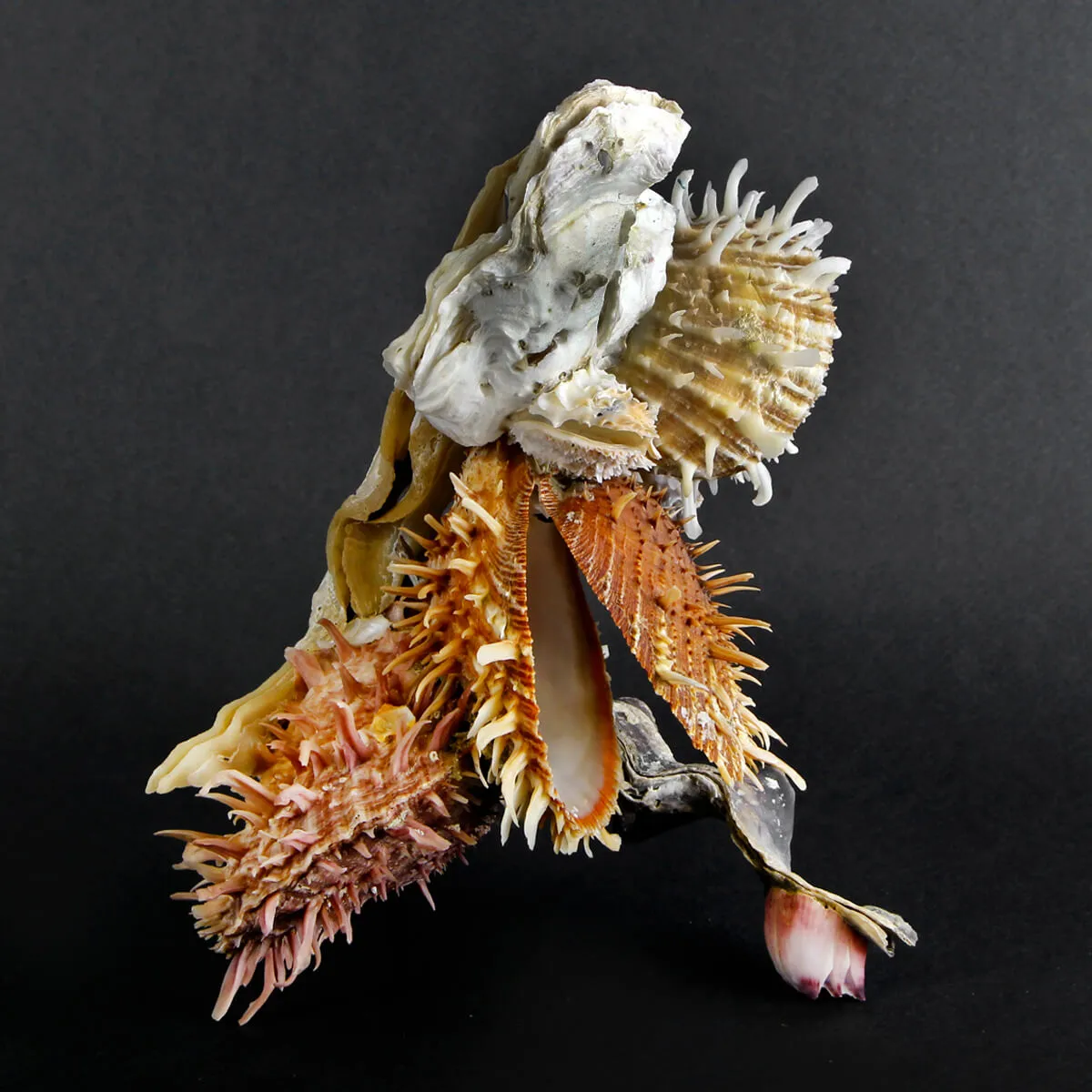 Malleus Albus e Spondylus Variegatus