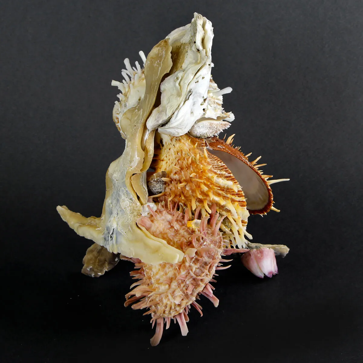 Malleus Albus e Spondylus Variegatus